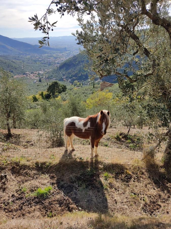 Olive House Tuscany - Zona Pisa Calci Exterior foto